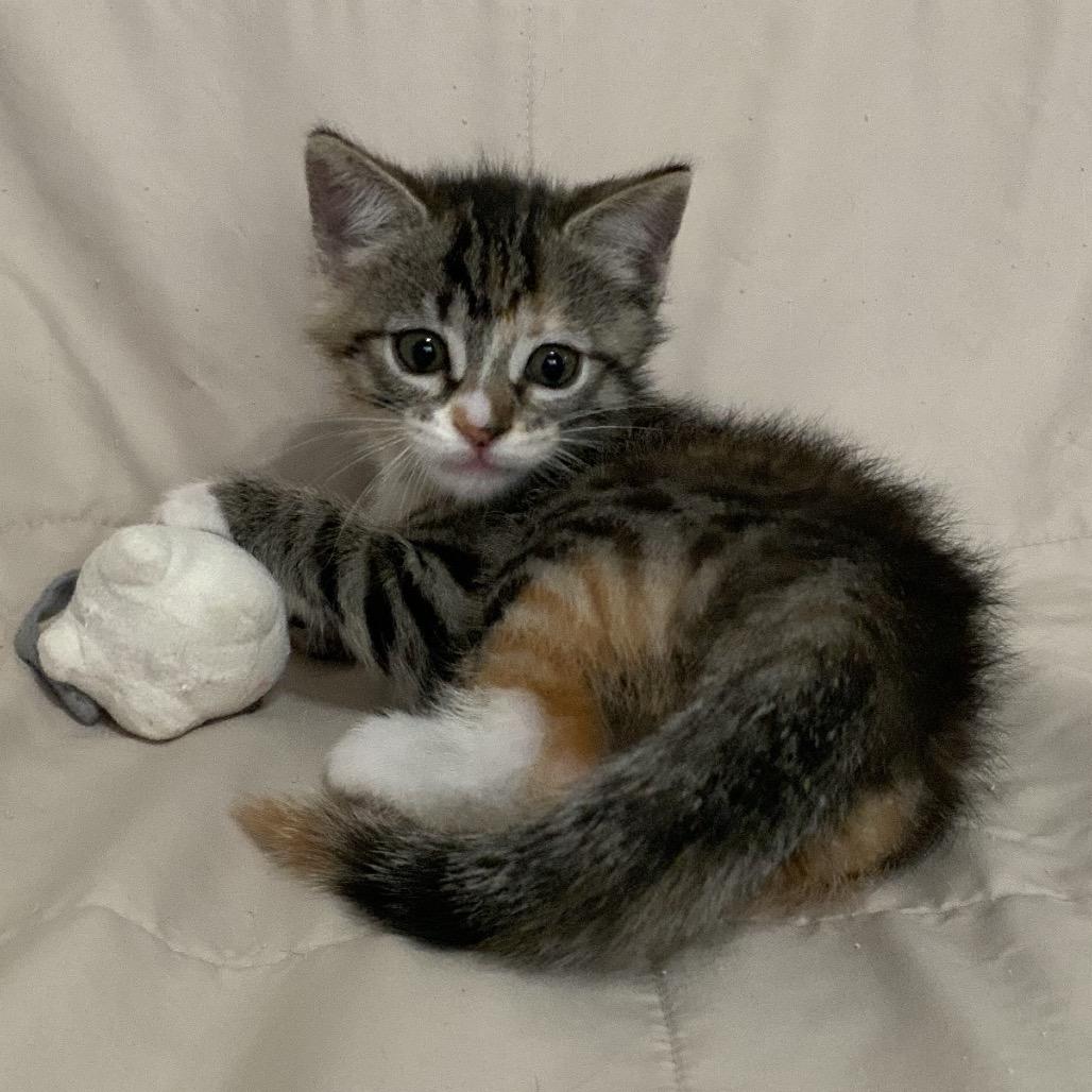 Enlarge Wiggle Worm, a Adoptable Domestic Short Hair in Los Angeles, CA image 4/6