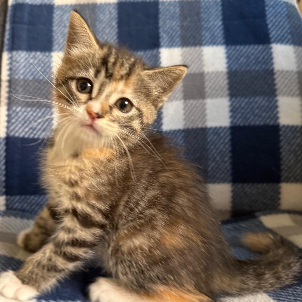 Enlarge Wiggle Worm, a Adoptable Domestic Short Hair in Los Angeles, CA image 5/6