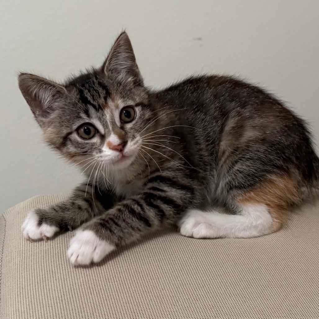 Enlarge Wiggle Worm, a Adoptable Domestic Short Hair in Los Angeles, CA image 6/6