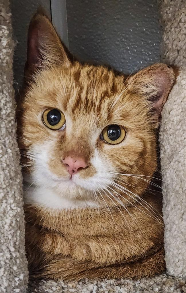 Corn Bread, Adopted, Adult Male Domestic Short Hair.