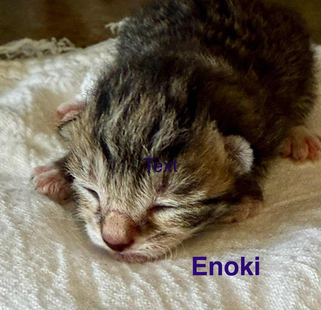 Enoki