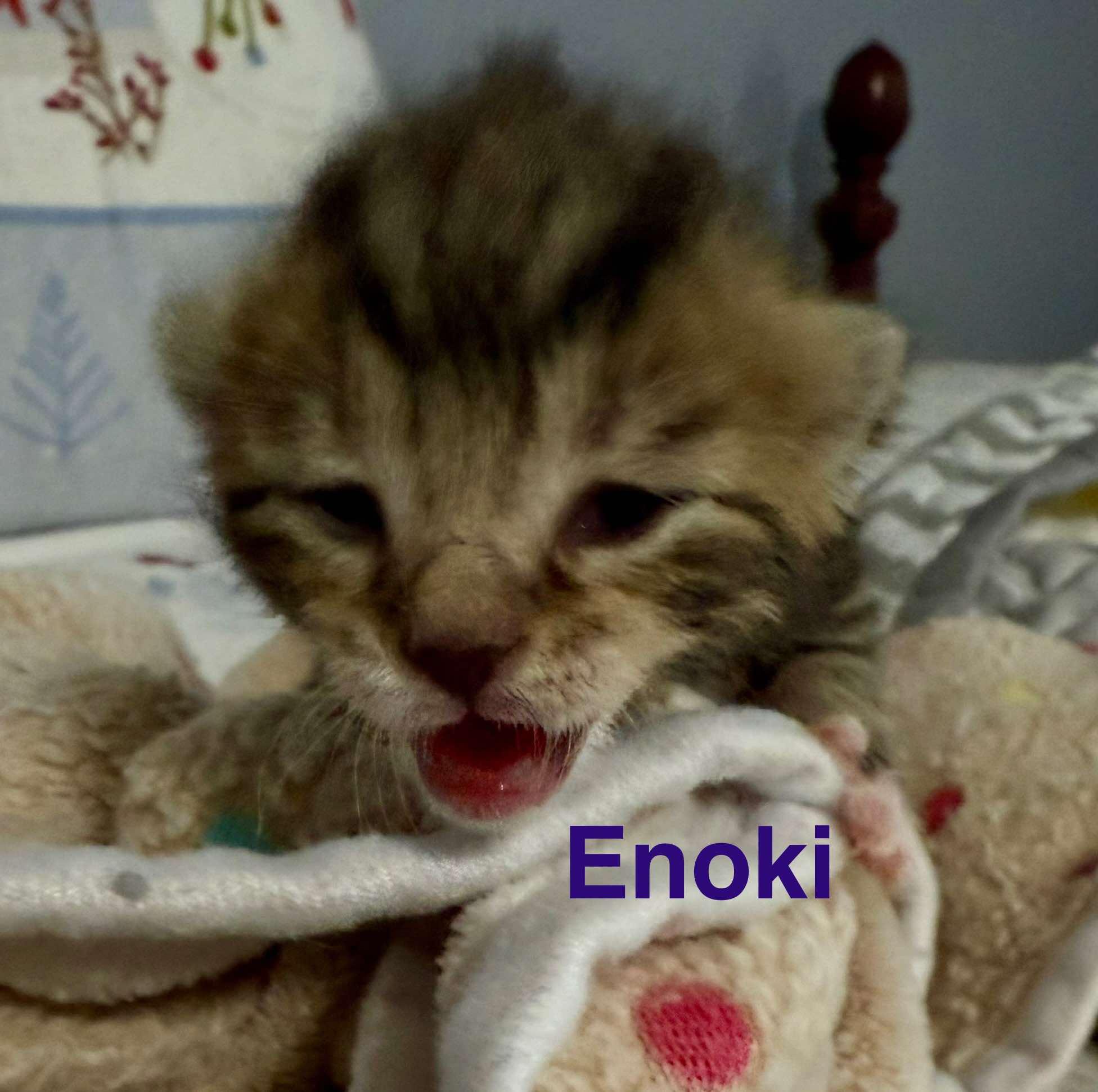 Enoki