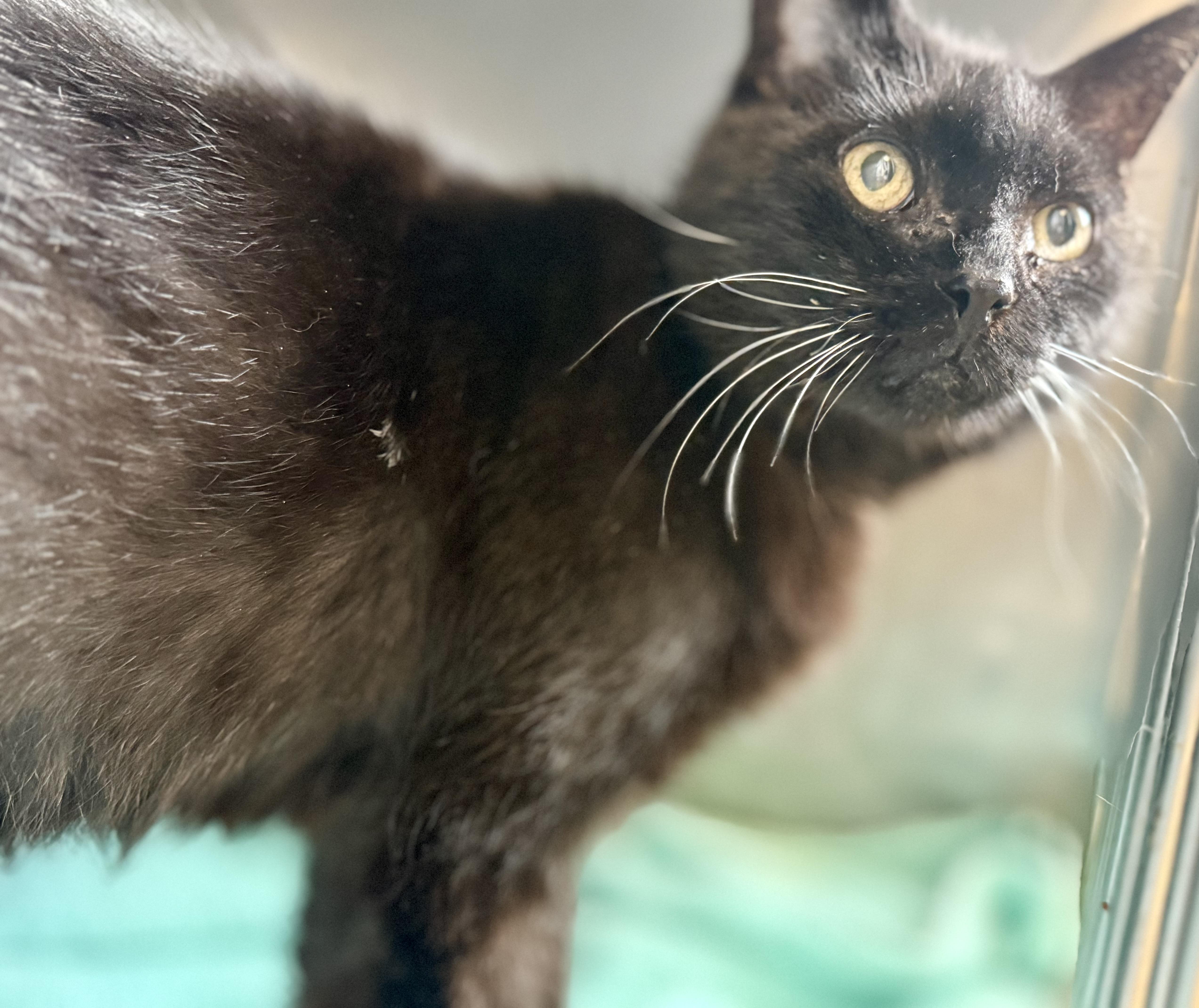 Jerry, an adoptable Domestic Short Hair Mix in Anderson, IN_image-1