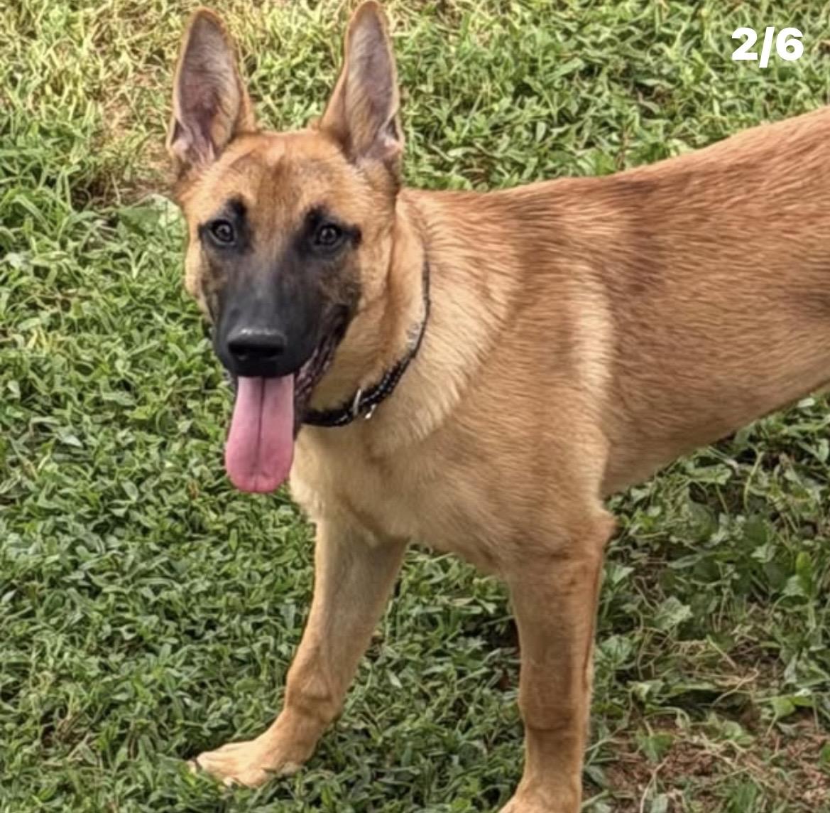 Lexi, Adoptable, Puppy Female Belgian Shepherd / Malinois & German Shepherd Dog.