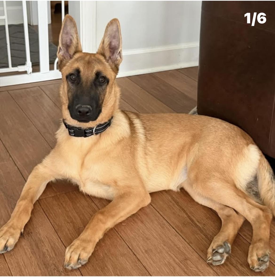 Enlarge Lexi, a Adoptable mixed breed in Kannapolis, NC image 3/4
