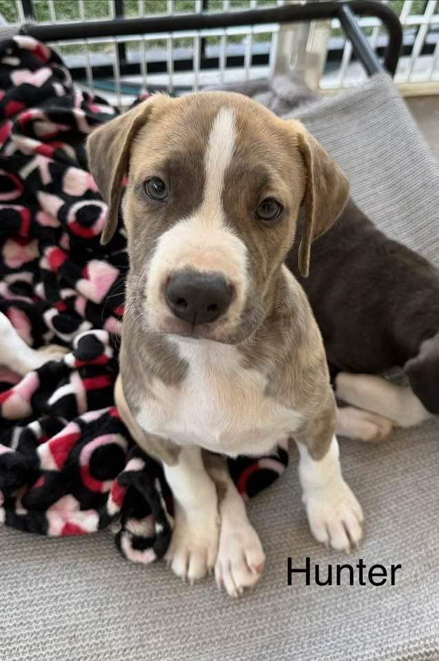 Hunter, Adopted, Puppy Male Pit Bull Terrier.