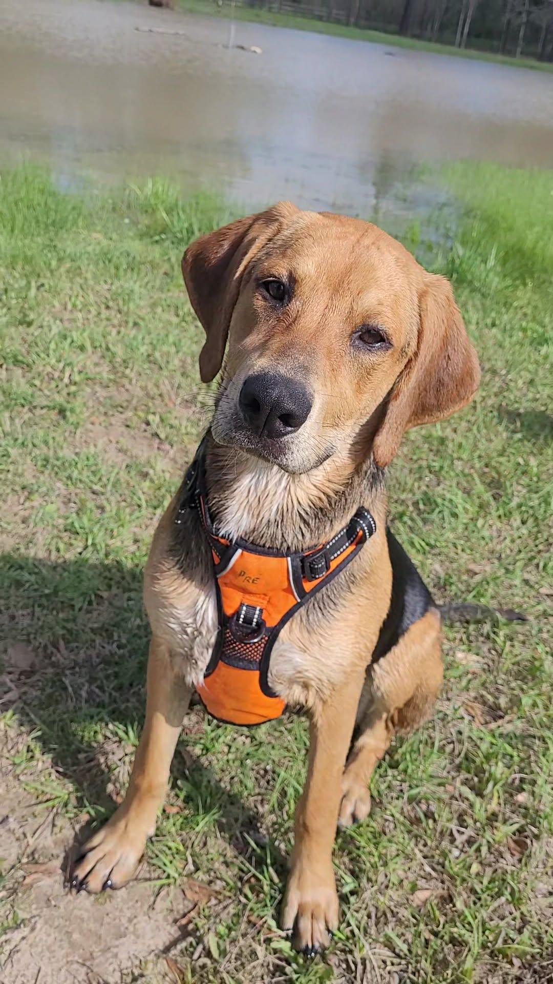 Precious, Adoptable, Puppy Female Labrador Retriever & Coonhound.