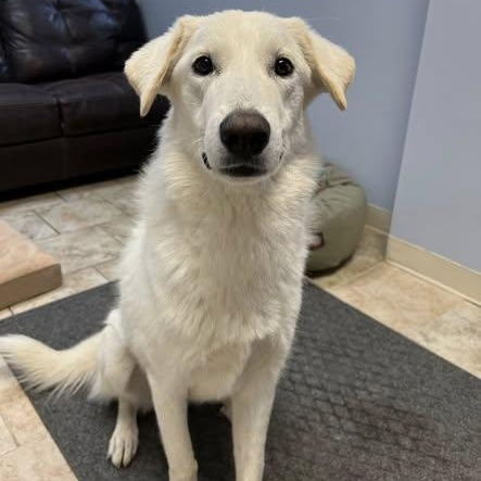 Coco, ADOPTABLE, Young Female Akbash.