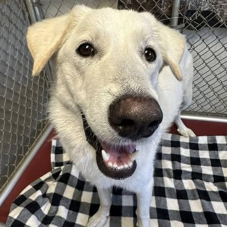Coco, a ADOPTABLE mixed breed in Pacific, MO image 2/2