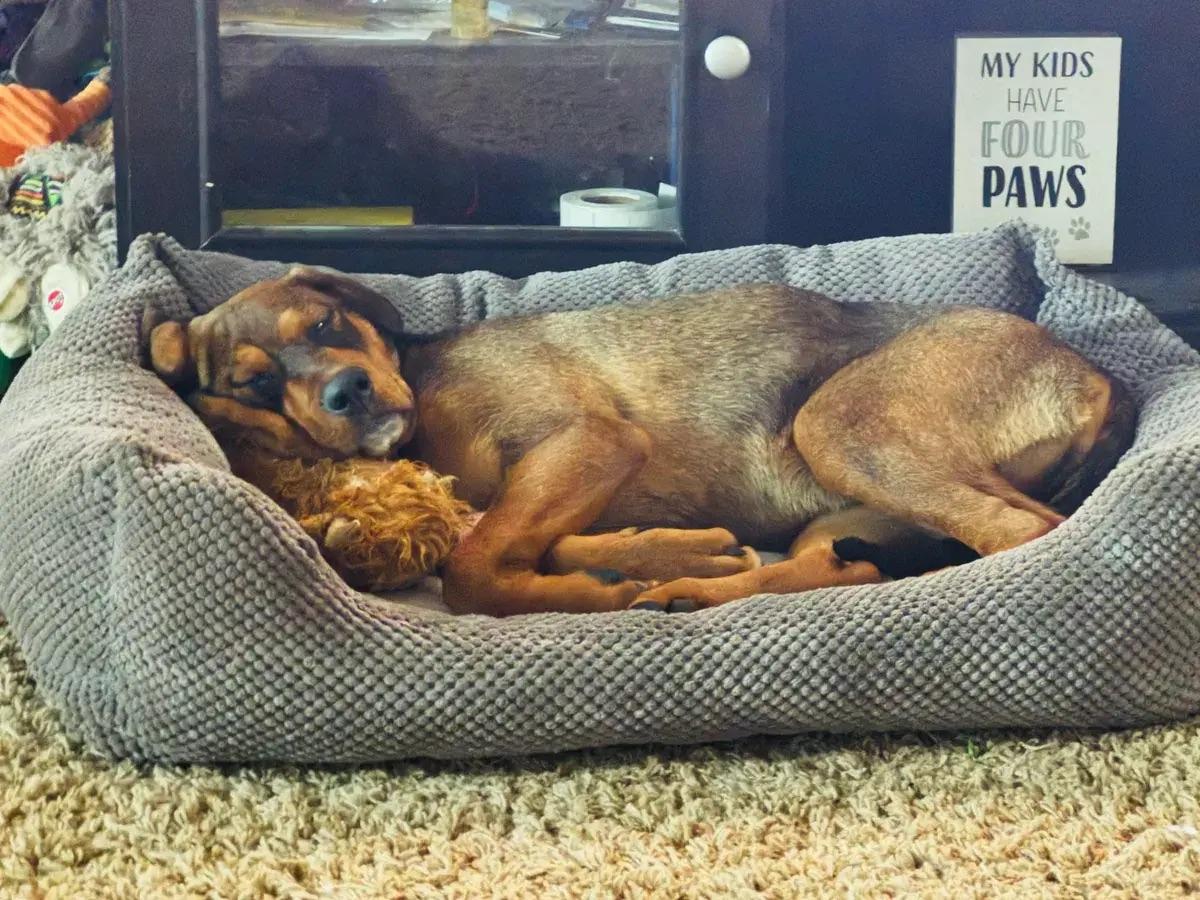 Enlarge Skye, a ADOPTABLE mixed breed in Polk, OH image 5/5