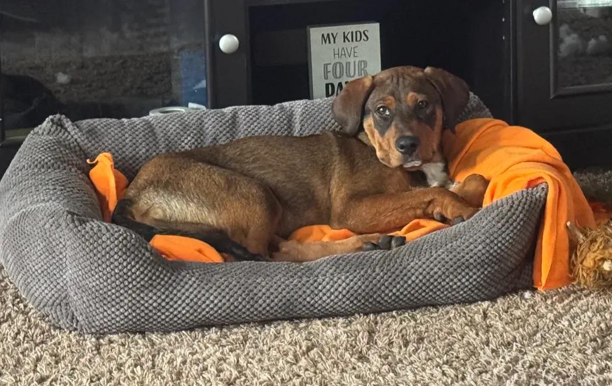 Enlarge Skye, a ADOPTABLE mixed breed in Polk, OH image 3/5