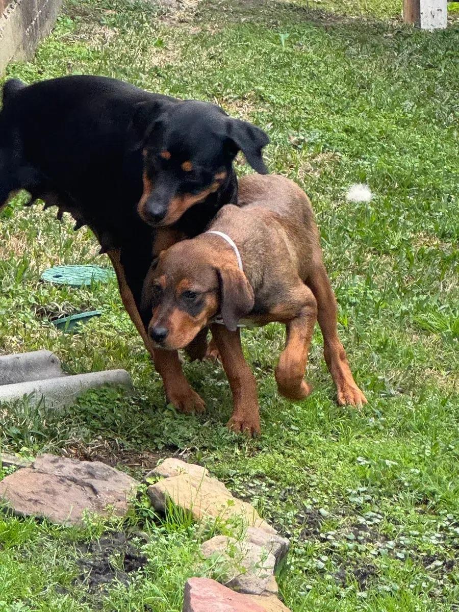 Skye, ADOPTABLE, Puppy Female Rottweiler & Mastiff.