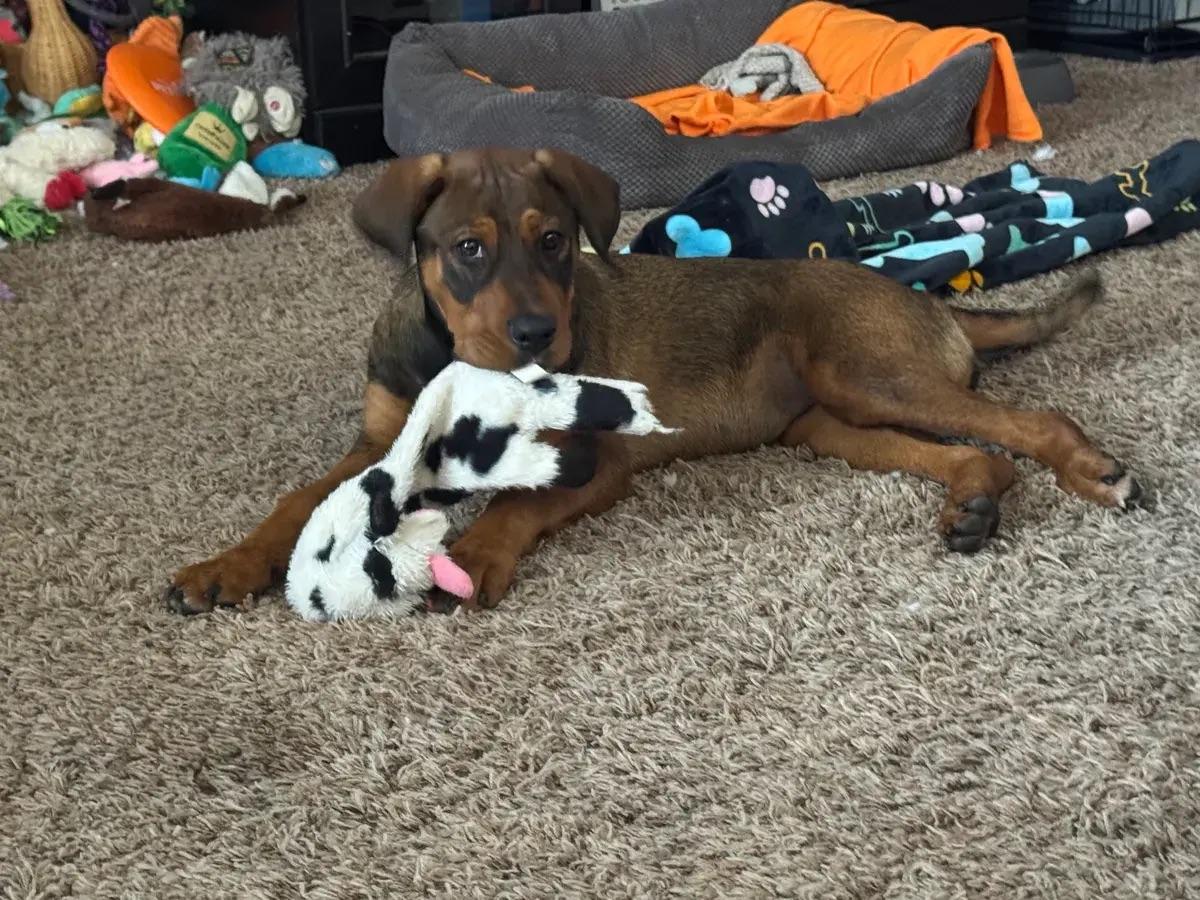 Enlarge Skye, a ADOPTABLE mixed breed in Polk, OH image 4/5