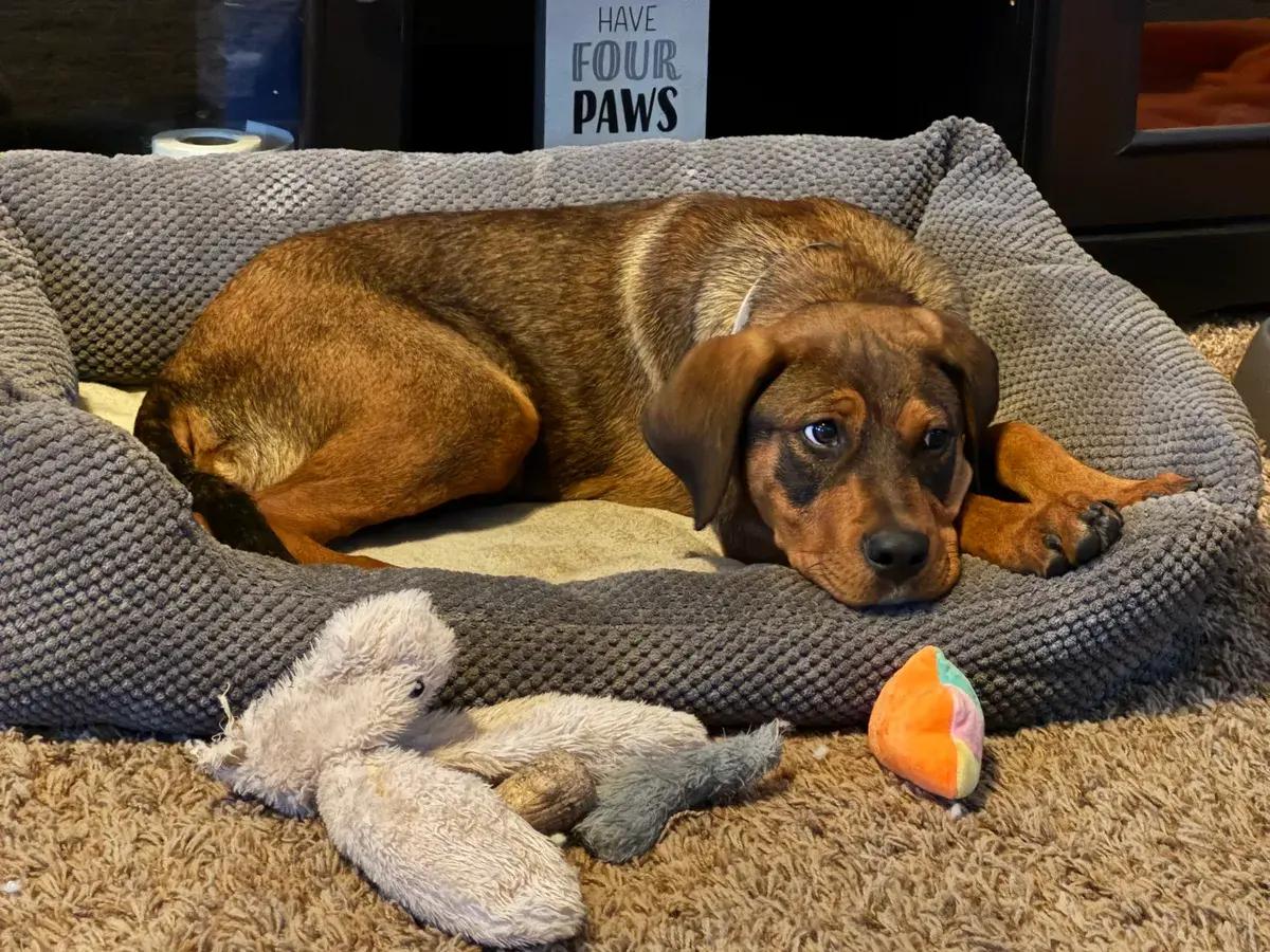 Enlarge Skye, a ADOPTABLE mixed breed in Polk, OH image 2/5