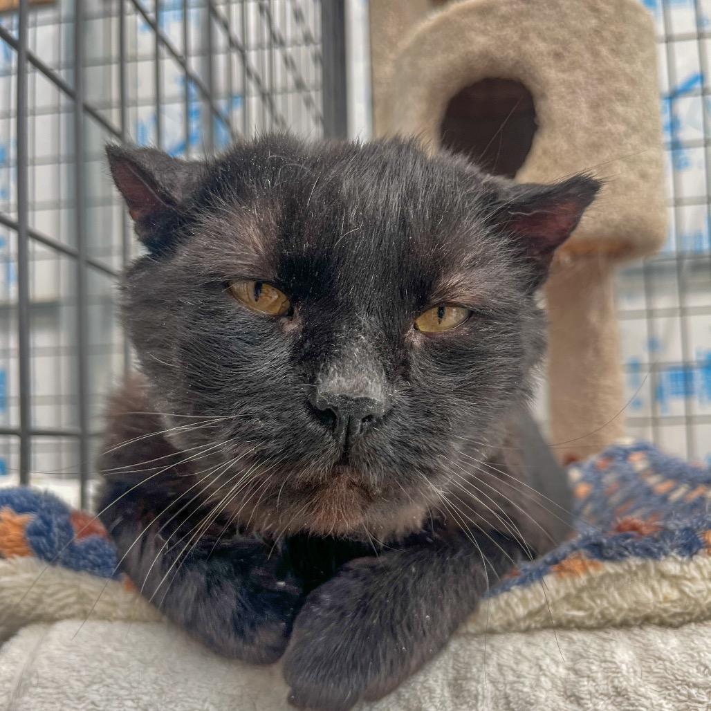 Bagheera, Adoptable, Senior Male Scottish Fold.