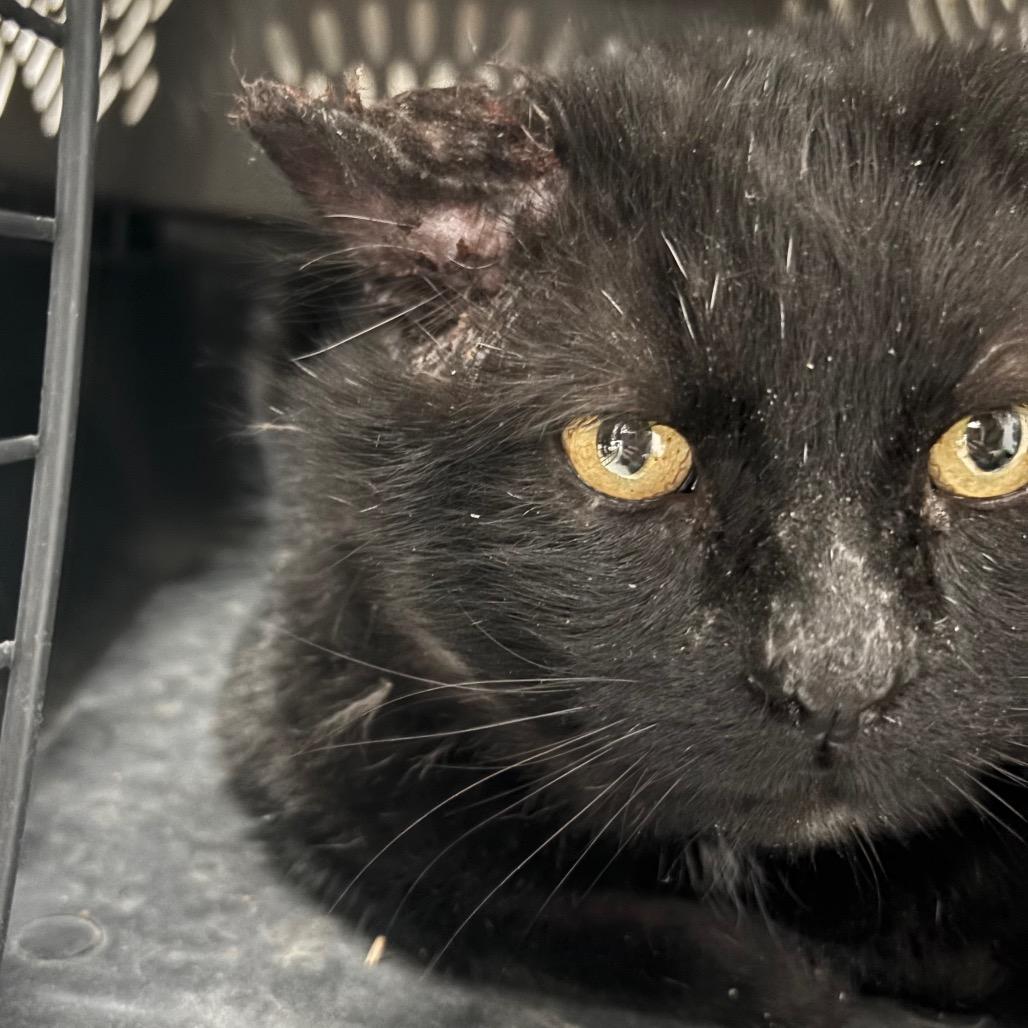 Bagheera, Adoptable, Senior Male Domestic Medium Hair.