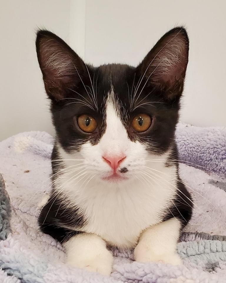 Parsley - Adoption Fee Sponsored! photo 2