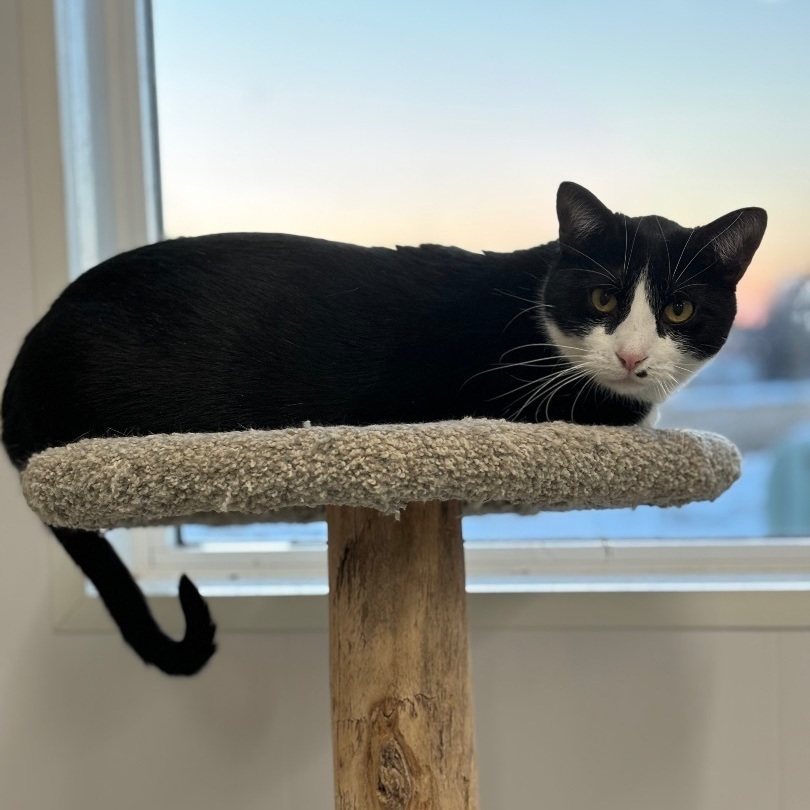 Parsley - Adoption Fee Sponsored! photo 3