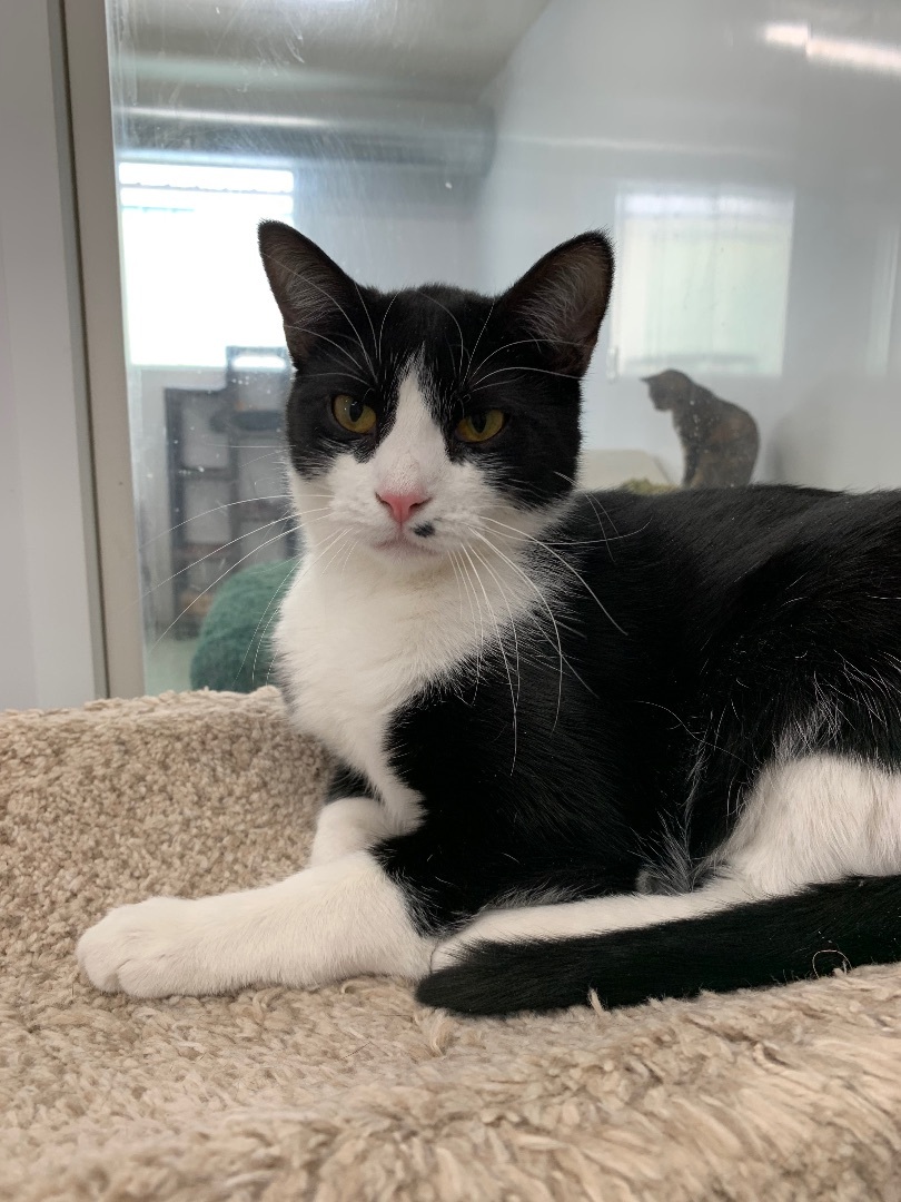 Parsley - Adoption Fee Sponsored! photo 4
