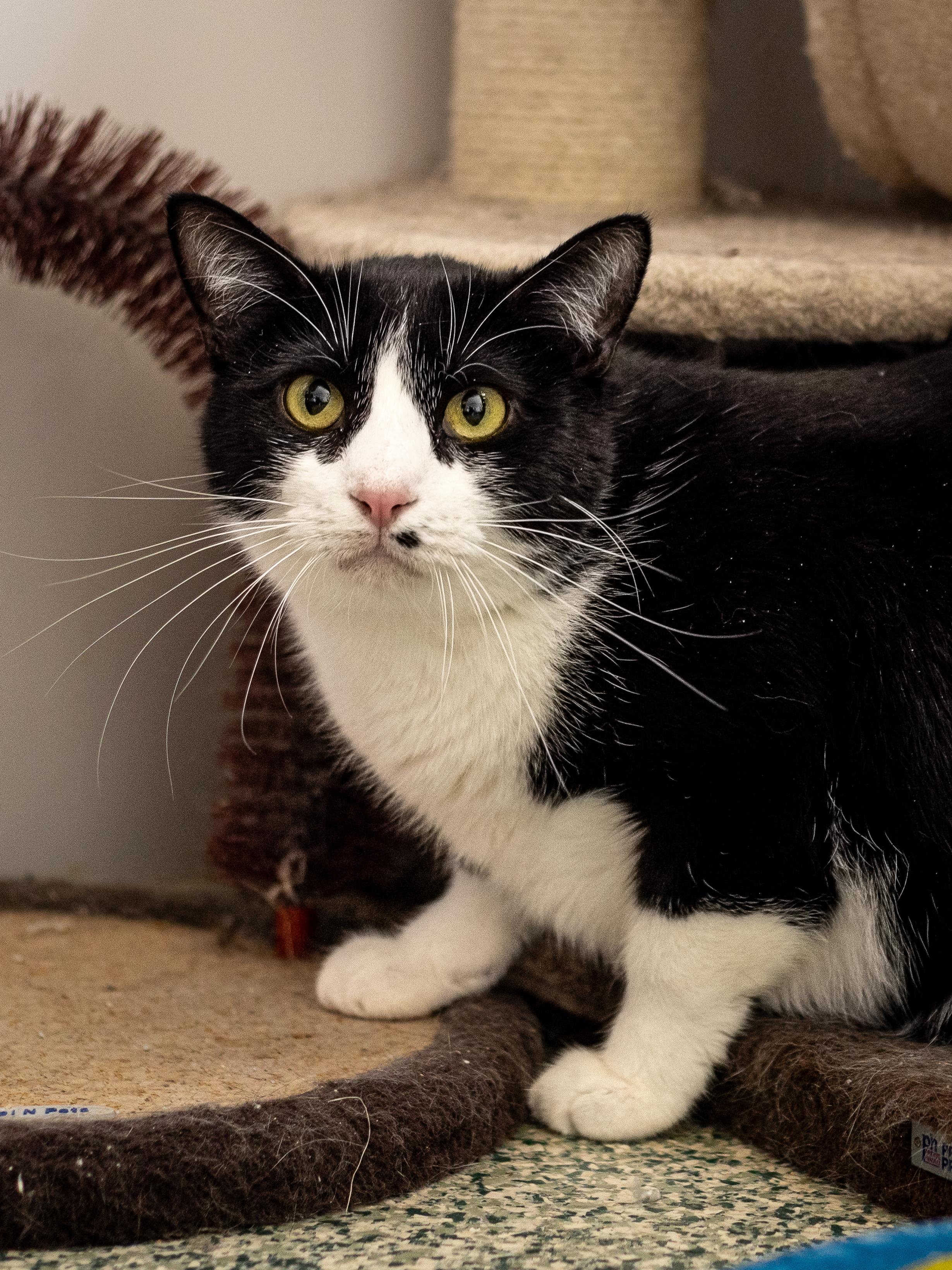 Parsley - Adoption Fee Sponsored!, Adult Male Domestic Short Hair