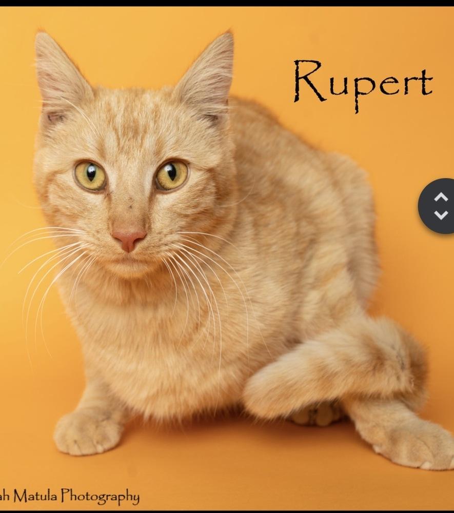 Enlarge Rupert, a Adoptable mixed breed in Lafayette, CO image 1/1