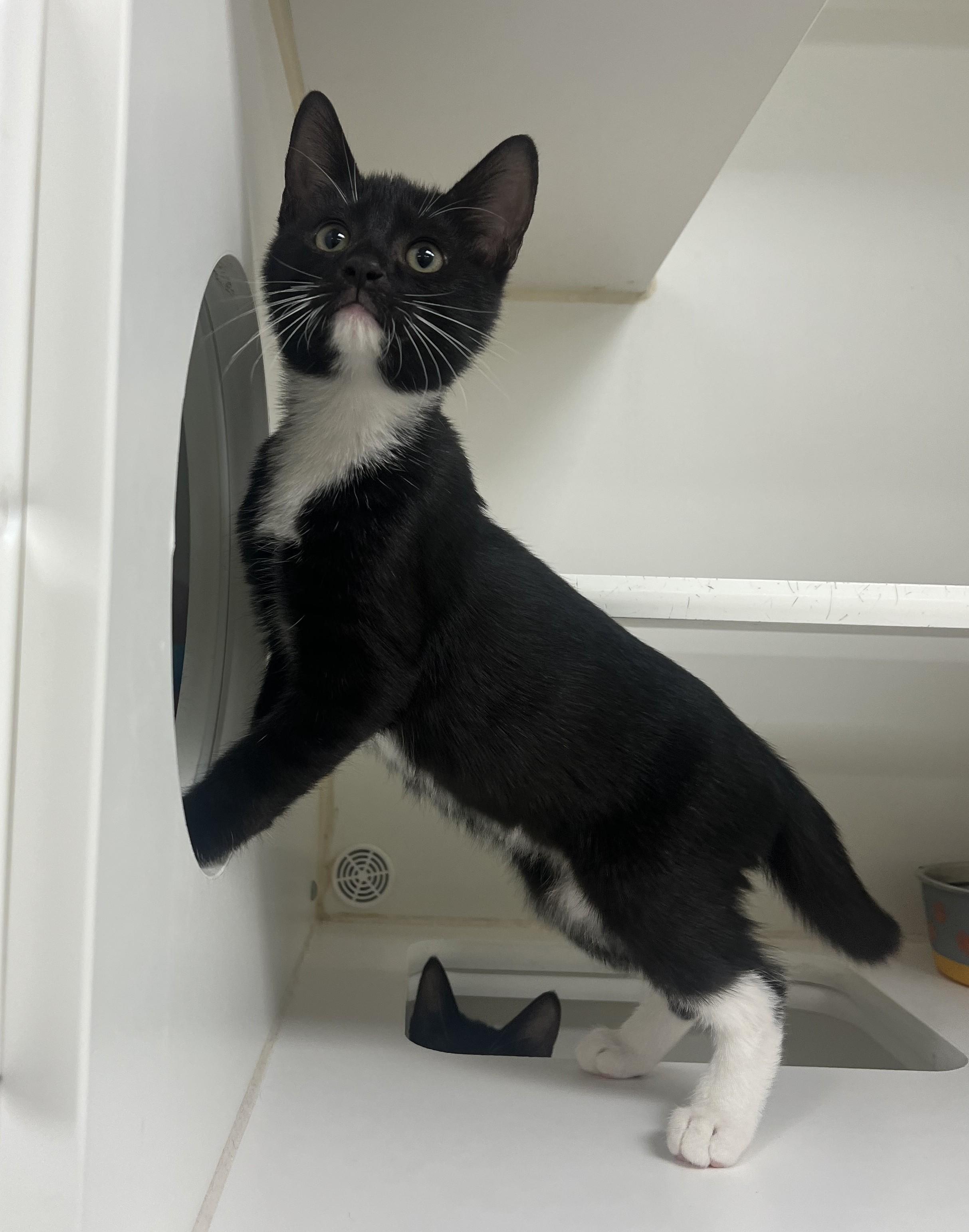 Enlarge Sunny, a Adopted Domestic Short Hair in Reisterstown, MD image 1/1