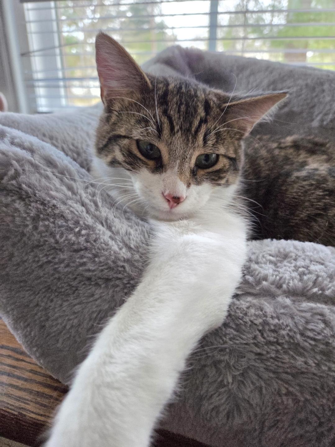 Enlarge Hermey, a ADOPTABLE Domestic Short Hair in Albany, NY image 3/6