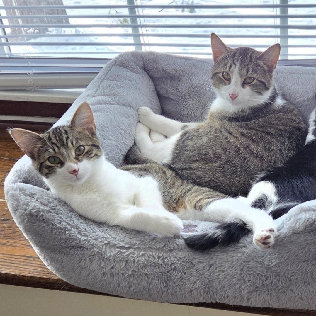 Enlarge Hermey, a ADOPTABLE Domestic Short Hair in Albany, NY image 2/6