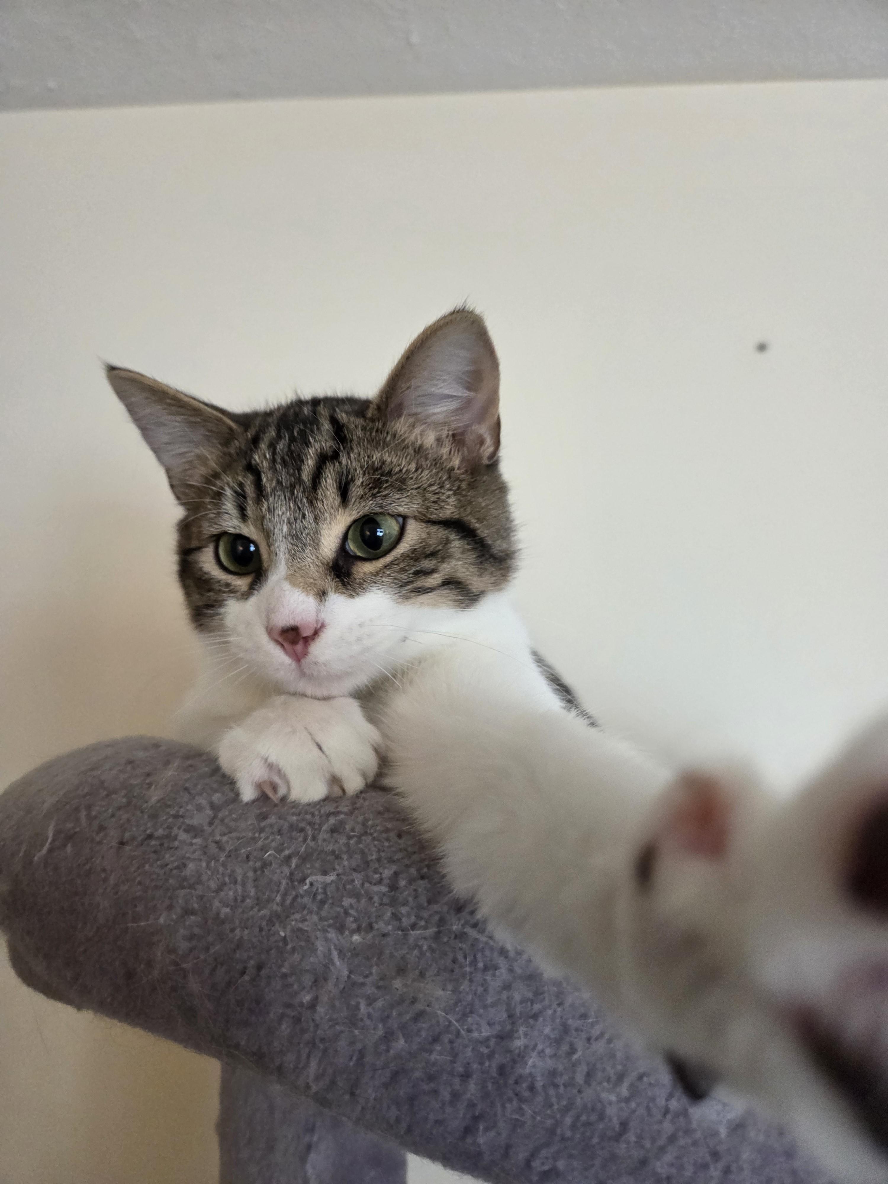 Enlarge Hermey, a ADOPTABLE Domestic Short Hair in Albany, NY image 1/6