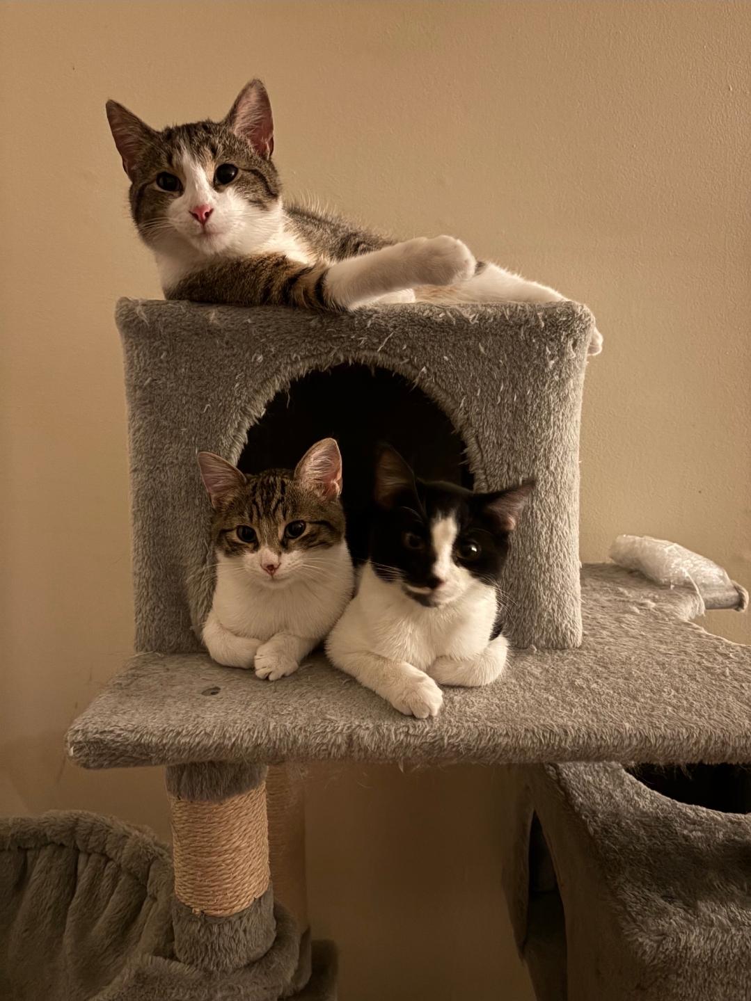 Hermey — thumbnail 4