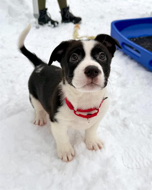 JAXON SMITH NJIGBA, Adoptable, Puppy Male Treeing Walker Coonhound & Mixed Breed.