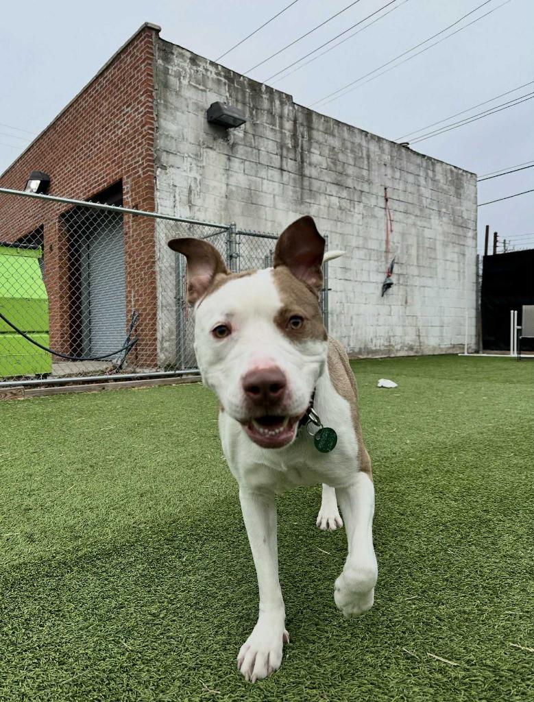 Enlarge Leo, a Adoptable mixed breed in Detroit, MI image 2/6