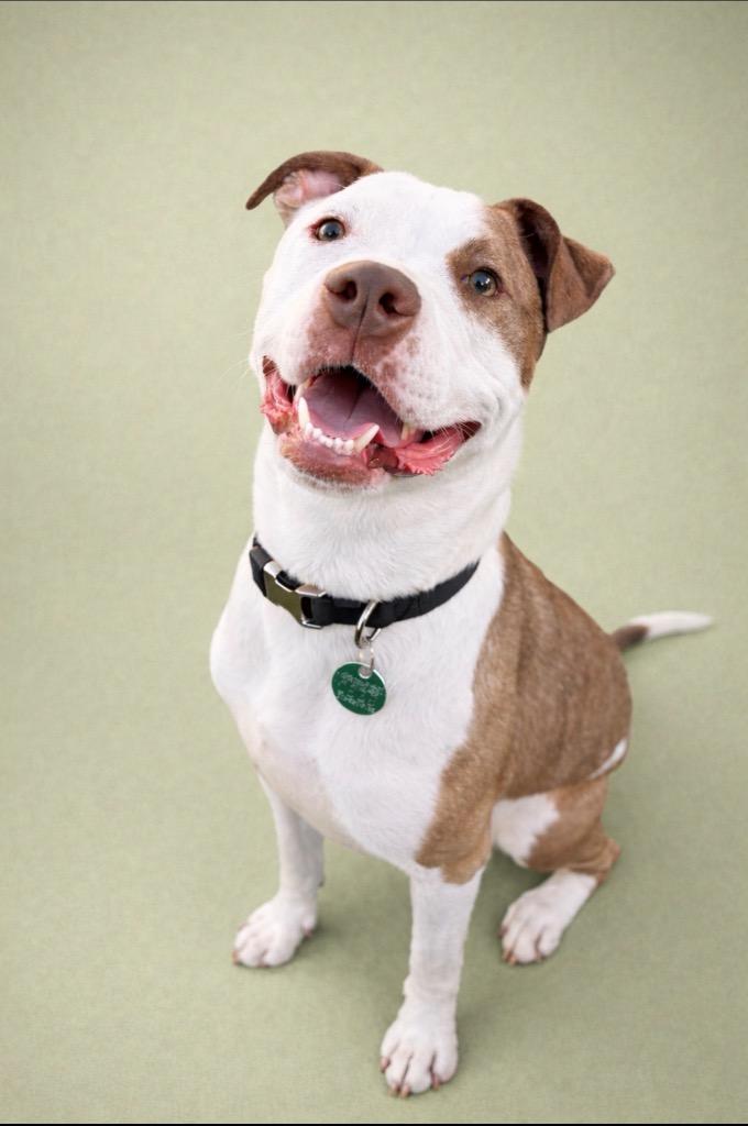 Enlarge Leo, a Adoptable mixed breed in Detroit, MI image 3/6