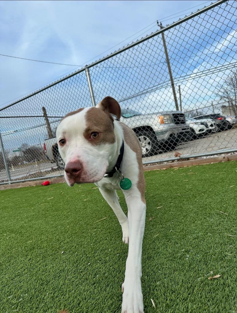 Enlarge Leo, a Adoptable mixed breed in Detroit, MI image 4/6