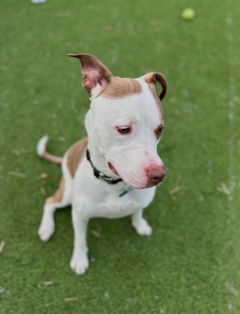 Enlarge Leo, a Adoptable mixed breed in Detroit, MI image 5/6