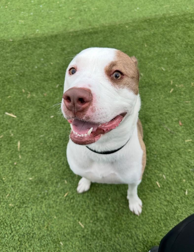 Enlarge Leo, a Adoptable mixed breed in Detroit, MI image 6/6