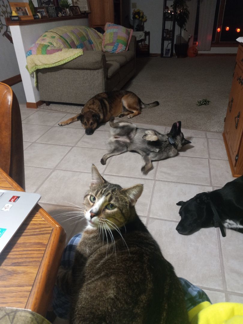 Enlarge Milo, a Adopted Domestic Short Hair in Caledonia, MN image 1/4