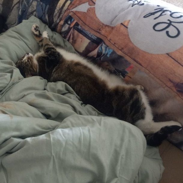 Enlarge Milo, a Adopted Domestic Short Hair in Caledonia, MN image 2/4