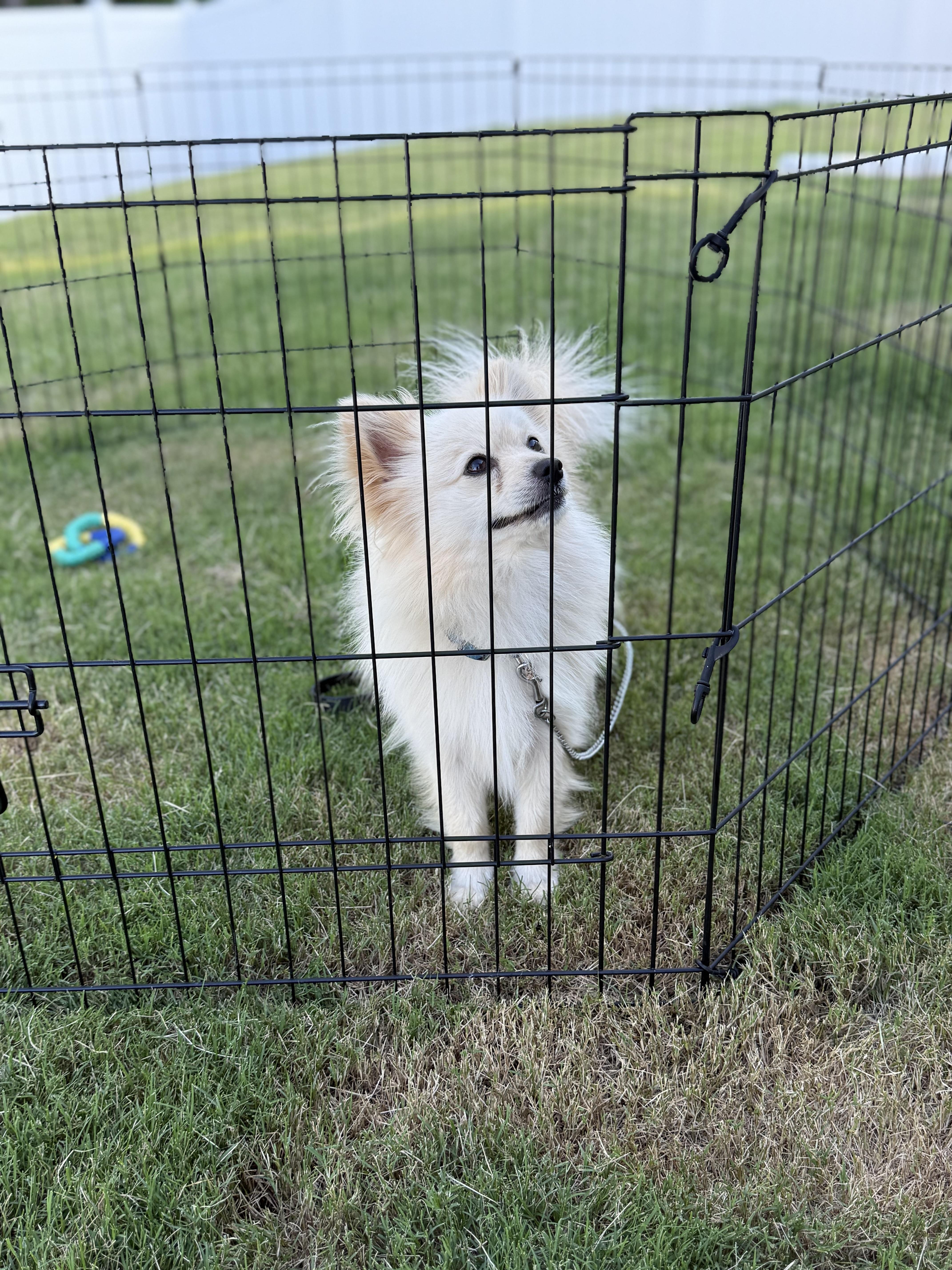 Peanut 2