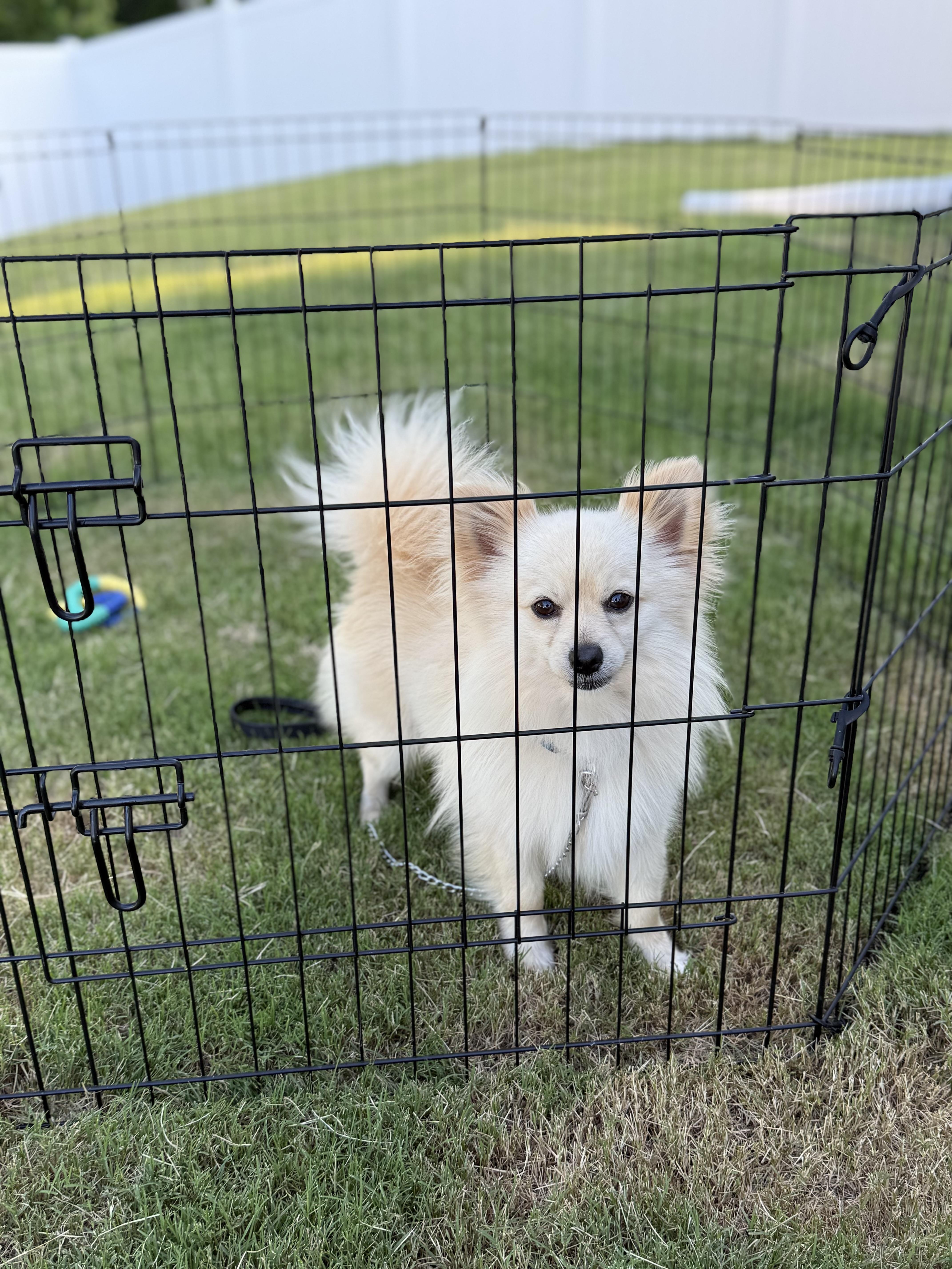 Peanut 3