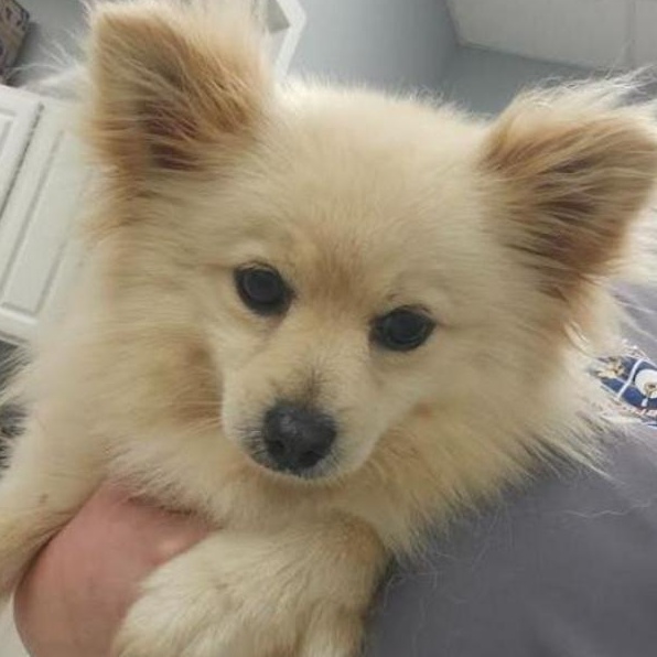 Peanut