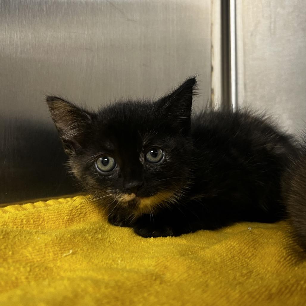 Enlarge Fifi, a Adoptable Domestic Medium Hair in Harrisville, WV image 1/1