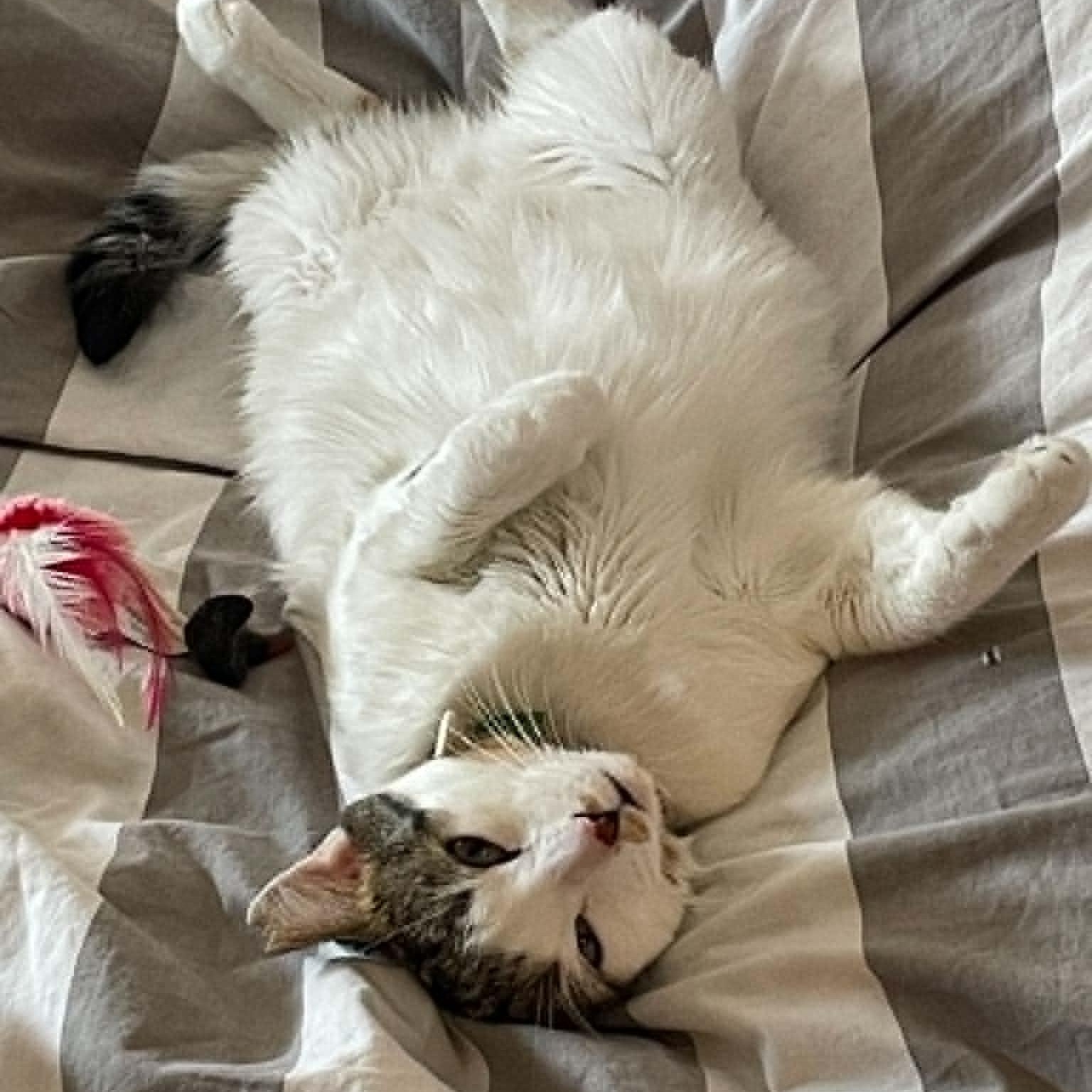 Enlarge Hans, a ADOPTABLE Domestic Short Hair in Montreal, QC image 6/6