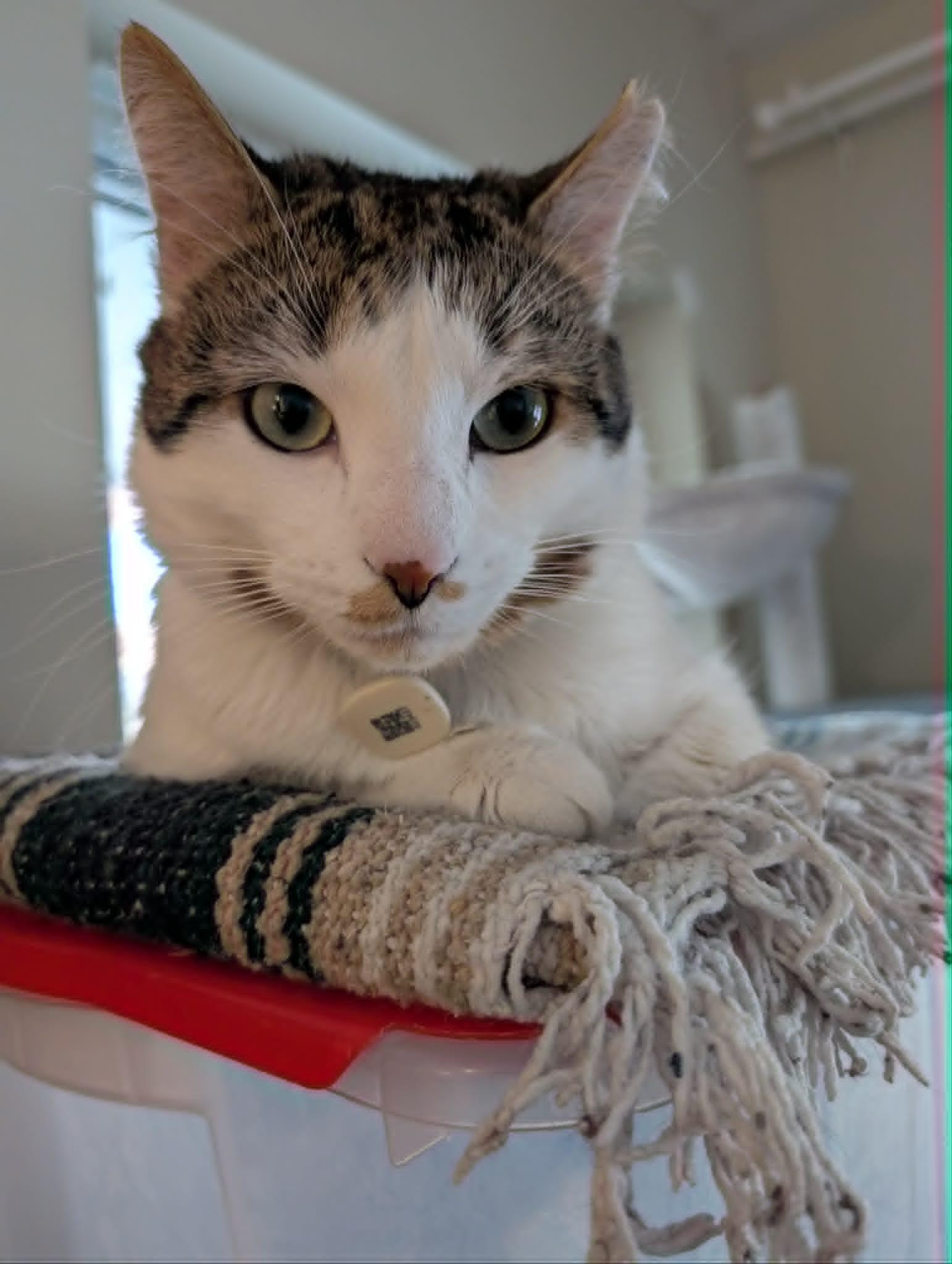 Hans, ADOPTABLE, Young Male Domestic Short Hair.