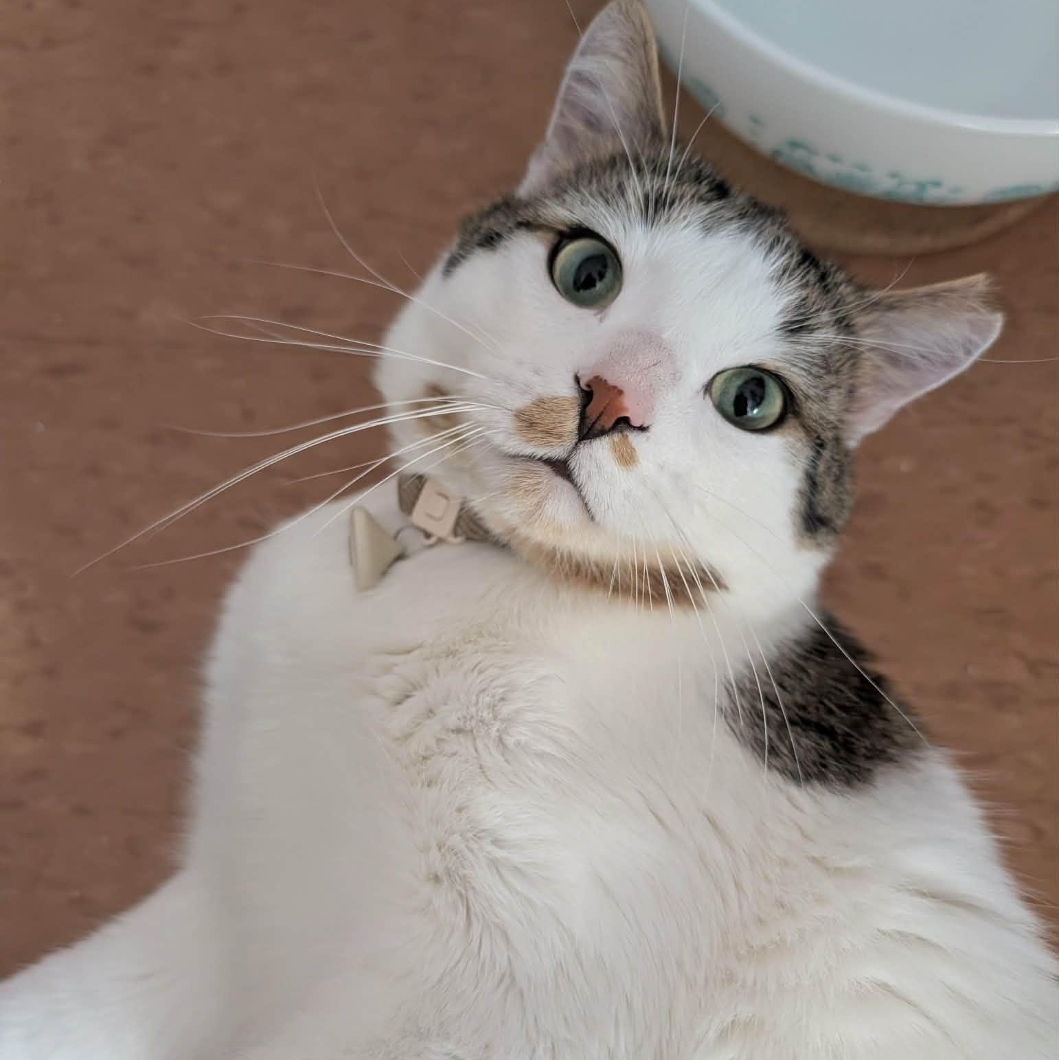 Enlarge Hans, a ADOPTABLE Domestic Short Hair in Montreal, QC image 1/6