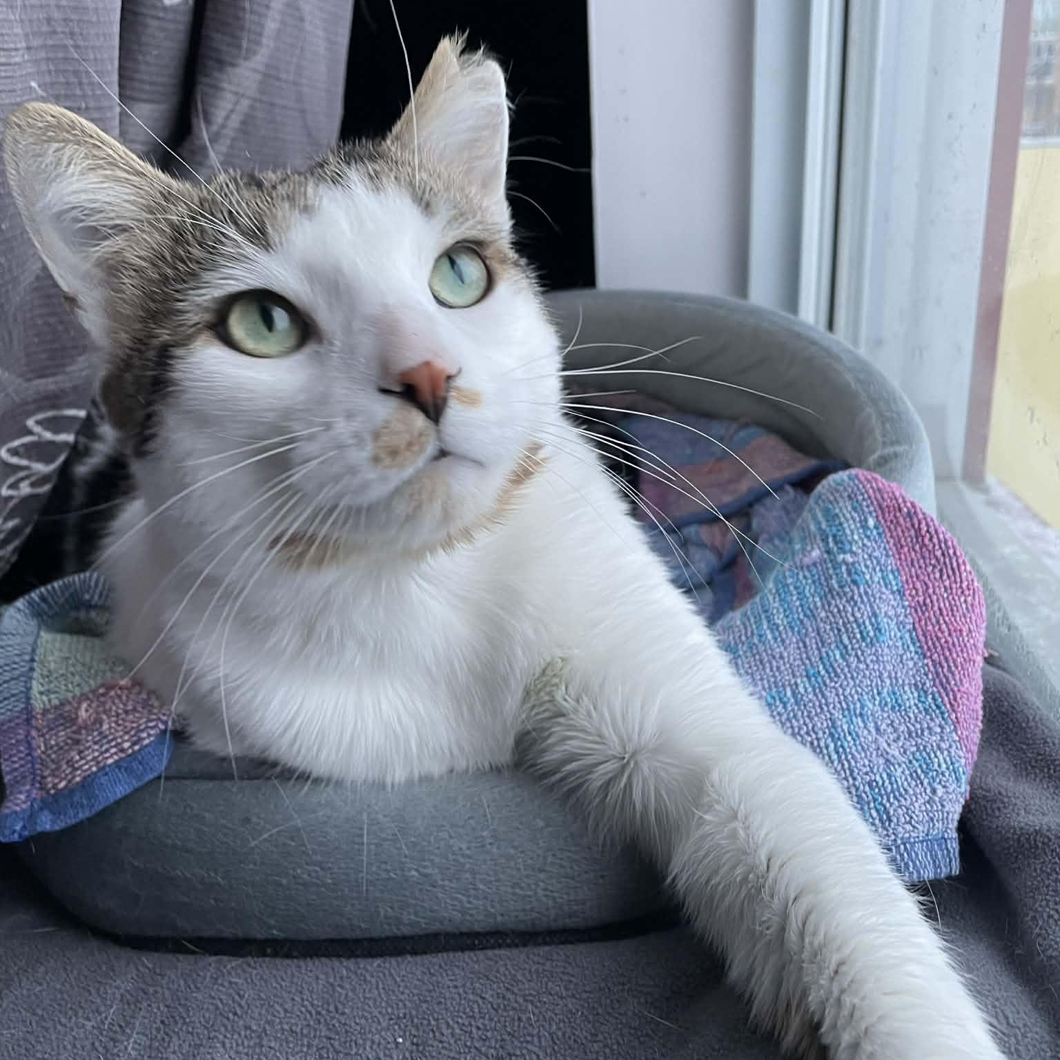 Hans, ADOPTABLE, Young Male Domestic Short Hair.