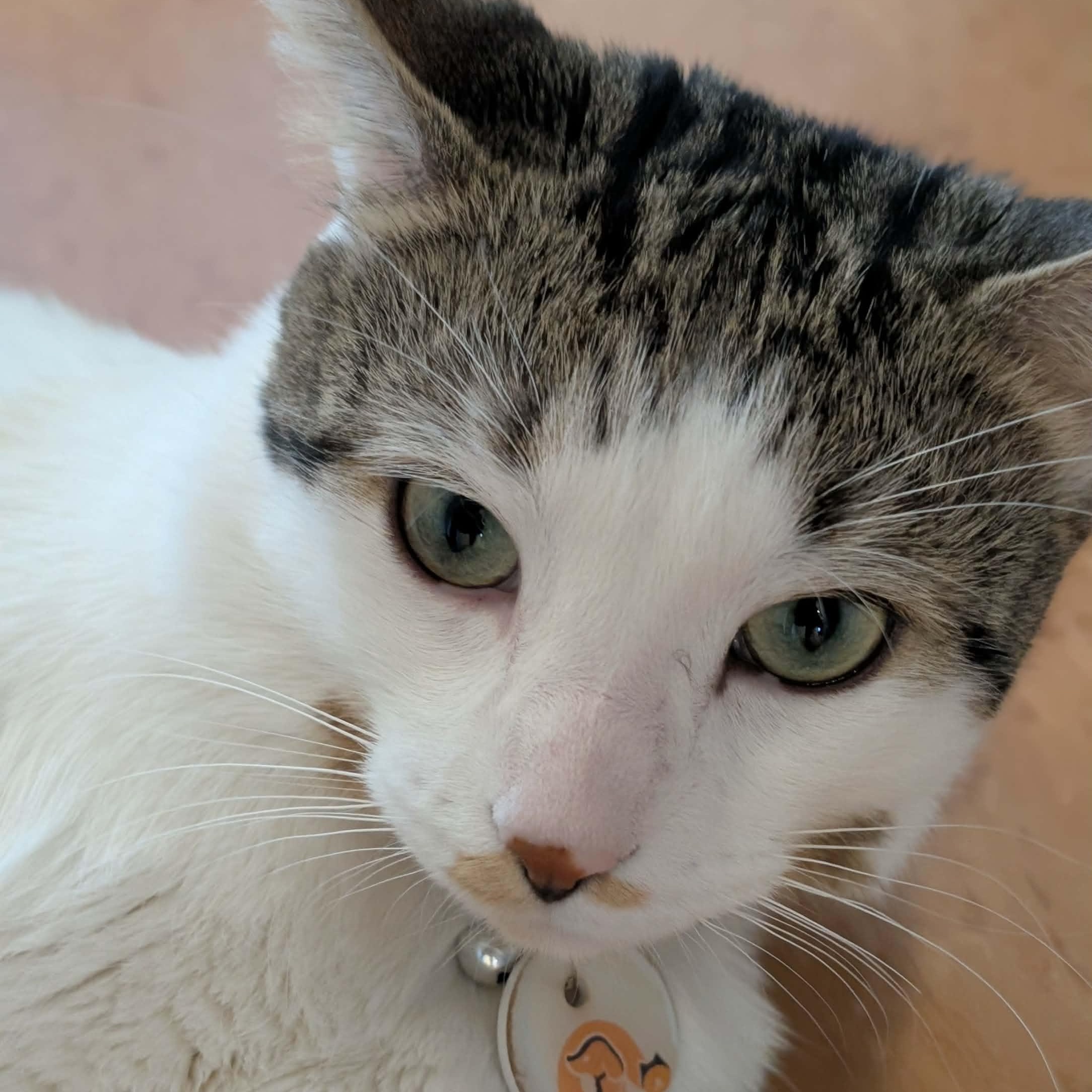 Enlarge Hans, a ADOPTABLE Domestic Short Hair in Montreal, QC image 2/6