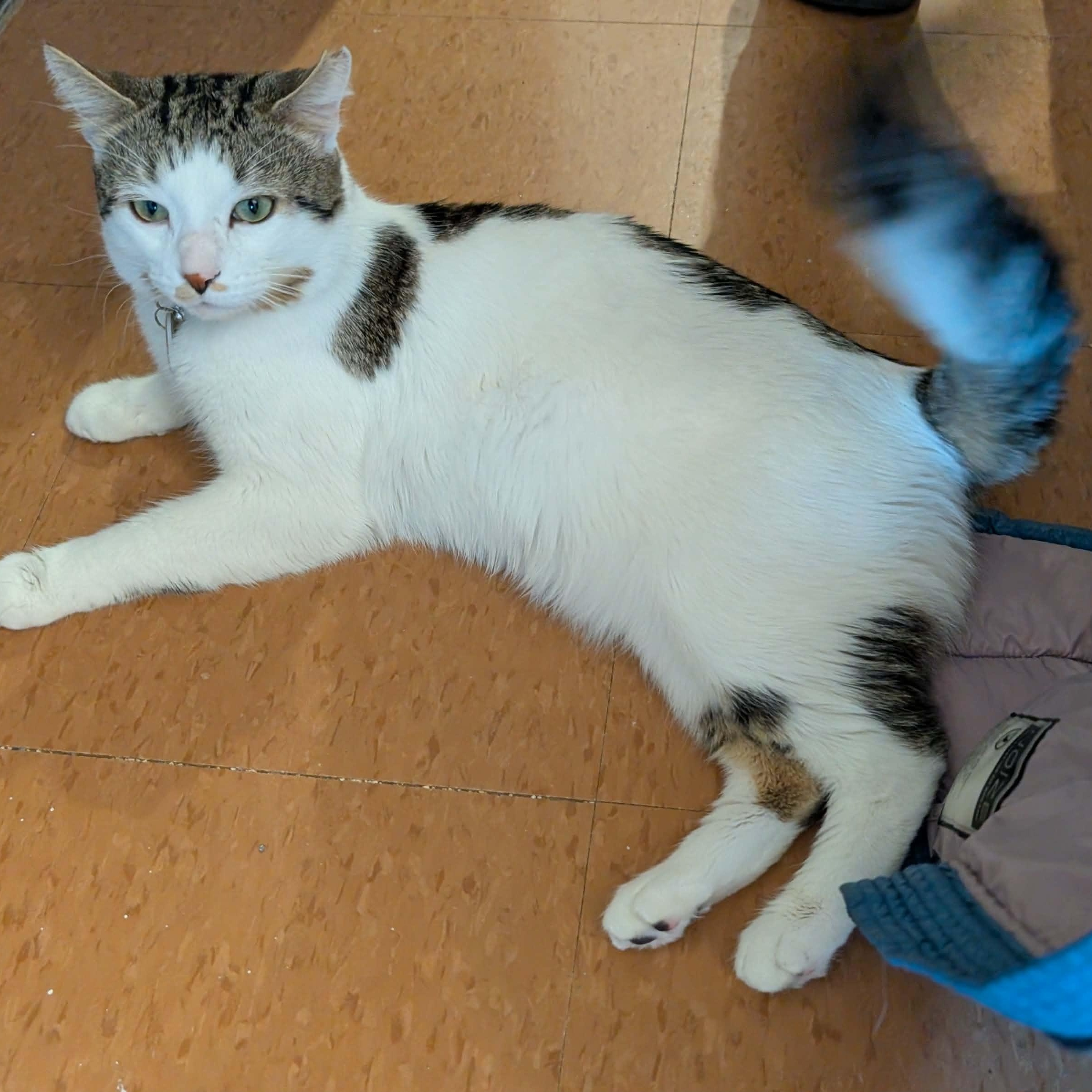 Enlarge Hans, a ADOPTABLE Domestic Short Hair in Montreal, QC image 5/6