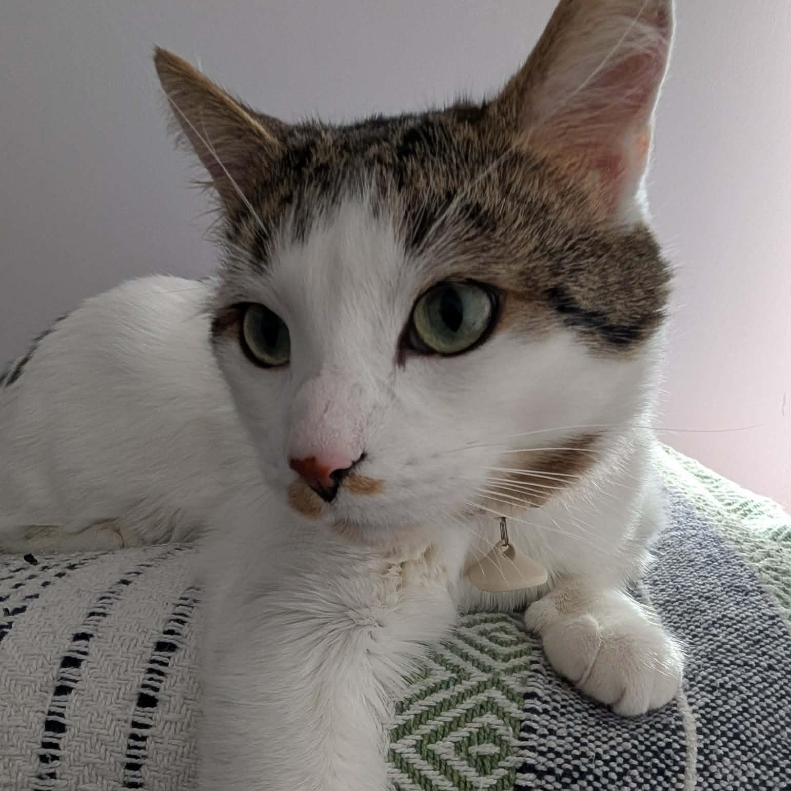 Enlarge Hans, a ADOPTABLE Domestic Short Hair in Montreal, QC image 2/6