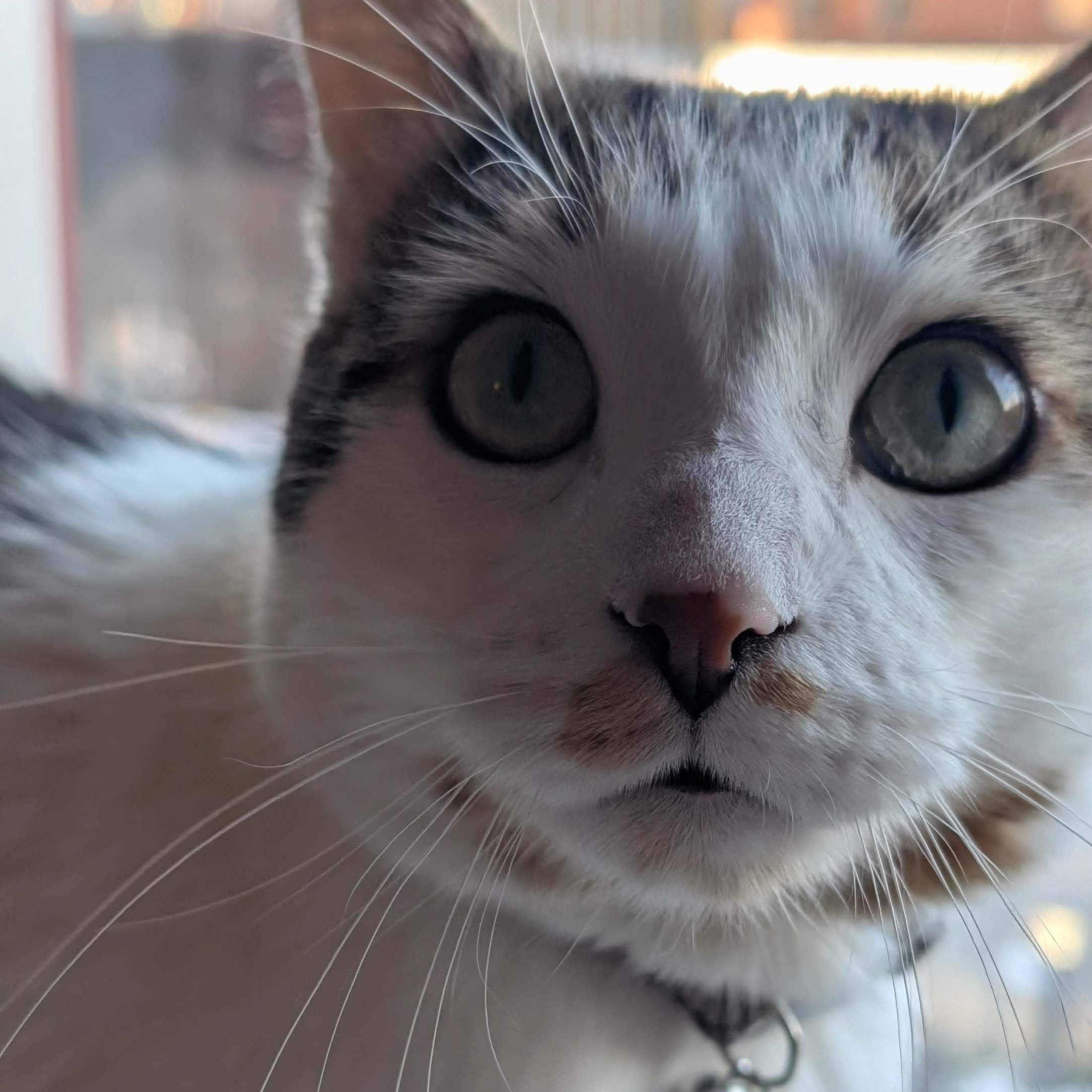 Enlarge Hans, a ADOPTABLE Domestic Short Hair in Montreal, QC image 4/6